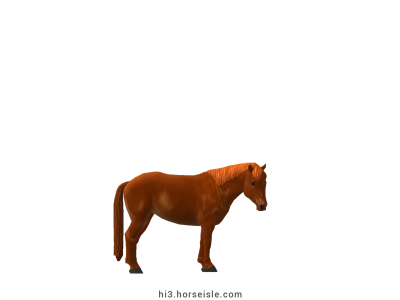 Carneddau Pony Red Chestnut Coat